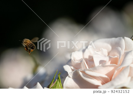 バラの花とミツバチ バラの花とミツバチ 92432152
