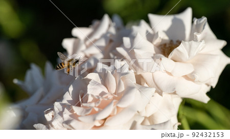 バラの花とミツバチ バラの花とミツバチ 92432153