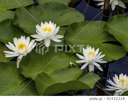 池に咲くスイレンの花 92432228
