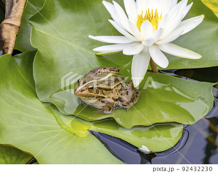 池に咲く睡蓮の近くにいるトノサマガエル 92432230