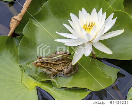 池に咲く睡蓮の近くにいるトノサマガエル 92432232