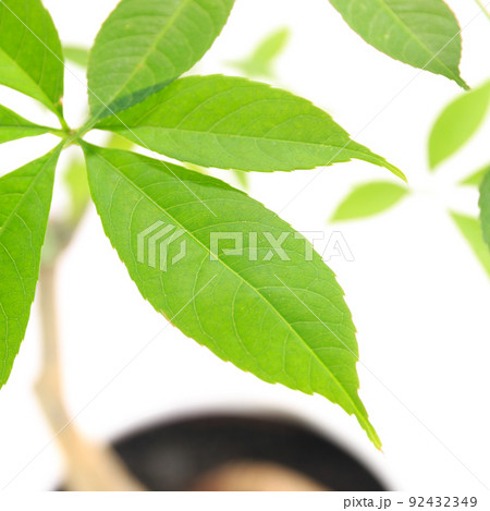 観葉植物、ヨッパライノキとも呼ばれるトックリキワタの鉢植え【白背景】 観葉植物、ヨッパライノキとも呼ばれるトックリキワタの鉢植え【白背景】 92432349