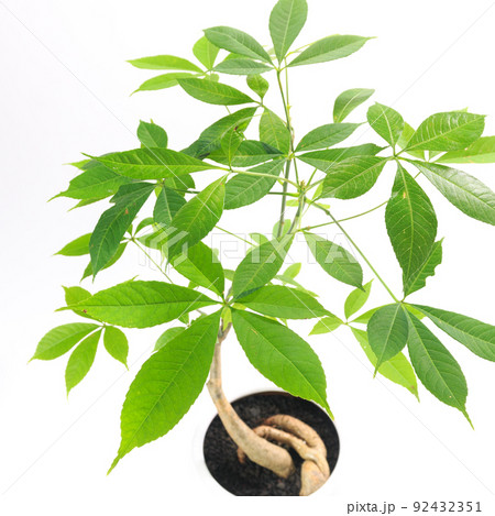 観葉植物、ヨッパライノキとも呼ばれるトックリキワタの葉【白背景】 観葉植物、ヨッパライノキとも呼ばれるトックリキワタの葉【白背景】 92432351