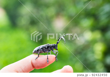 指の先のゴマダラカミキリ 92432450