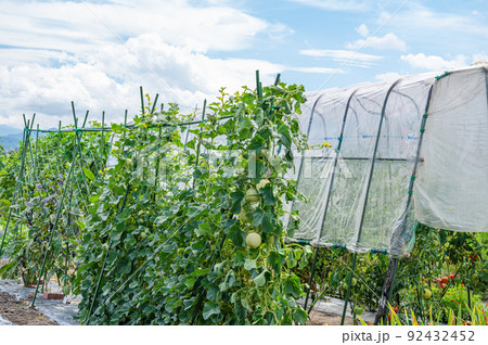 マスクメロンの栽培 92432452