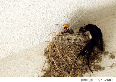 ご飯の順番待ちをするツバメの子 92432601