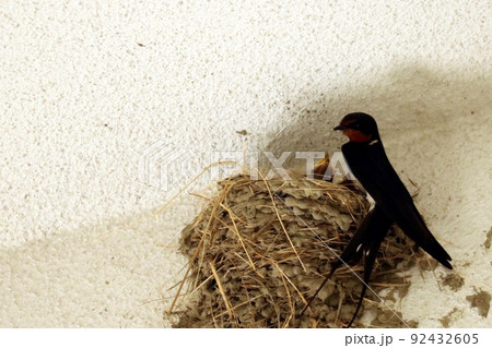 警戒中の父ツバメ 警戒中の父ツバメ 92432605