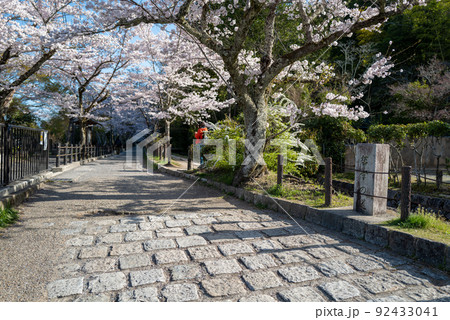 哲学の道　桜の頃 92433041