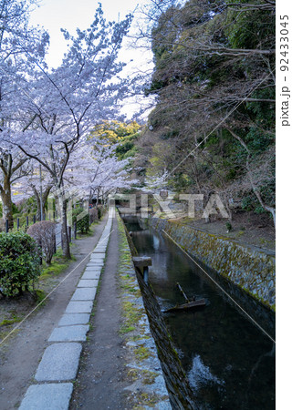 哲学の道　桜の頃 92433045