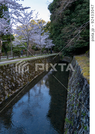 哲学の道 桜の頃 哲学の道 桜の頃 92433047