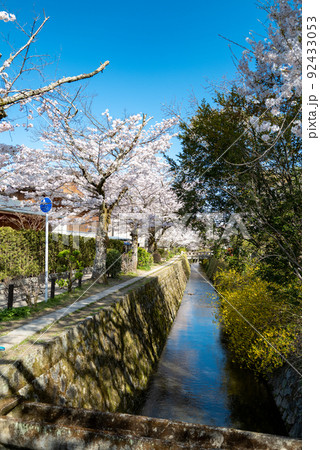 哲学の道　桜の頃 92433053