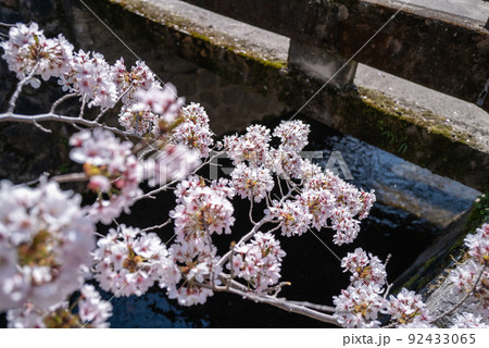 哲学の道　桜の頃 92433065