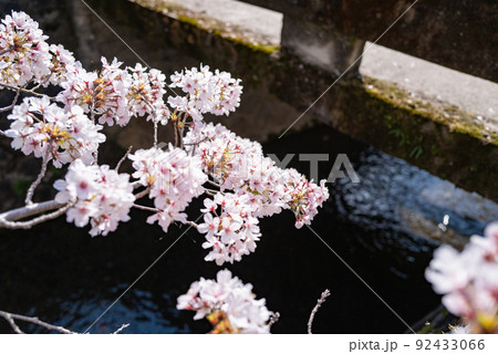 哲学の道　桜の頃 92433066