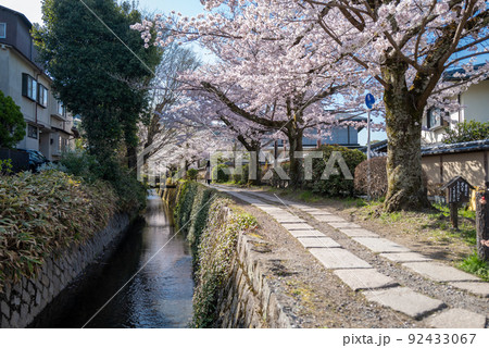 哲学の道　桜の頃 92433067