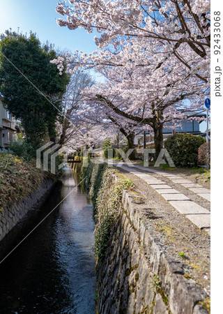 哲学の道 桜の頃 哲学の道 桜の頃 92433068