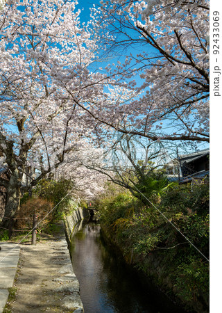 哲学の道　桜の頃 92433069