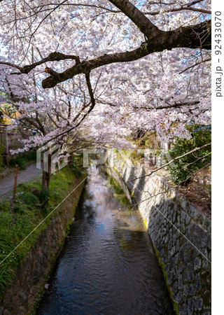 哲学の道　桜の頃 92433070