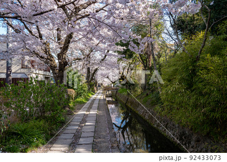 哲学の道　桜の頃 92433073