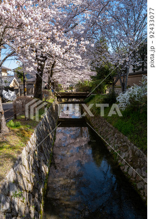 哲学の道　桜の頃 92433077