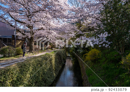 哲学の道　桜の頃 92433079