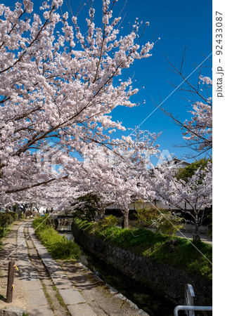 哲学の道　桜の頃 92433087