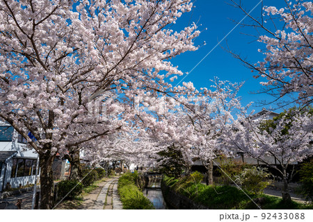 哲学の道　桜の頃 92433088