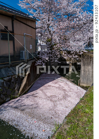 哲学の道　桜の頃 92433107