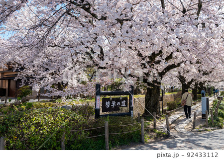 哲学の道 桜の頃 哲学の道 桜の頃 92433112