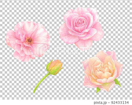 Rose and Ranunculus 92433134