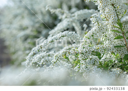 大阪府狭山池公園で満開に咲くユキヤナギ 大阪府狭山池公園で満開に咲くユキヤナギ 92433138