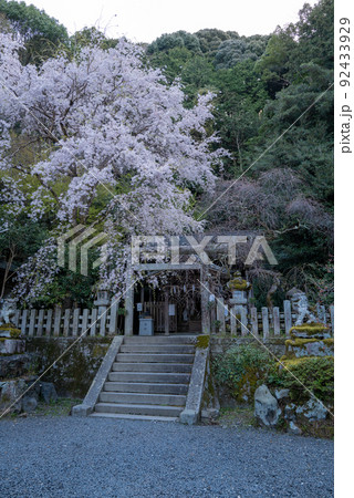 大豊神社 狛ねずみの社 大豊神社 狛ねずみの社 92433929
