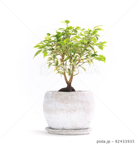 観葉植物、フィカス・ベンジャミナ・ラブリーの鉢植え【白背景】 観葉植物、フィカス・ベンジャミナ・ラブリーの鉢植え【白背景】 92433935