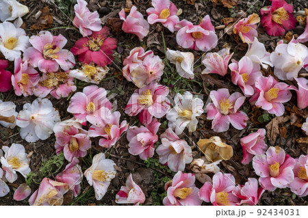 整列、繚乱した椿の花たち 整列、繚乱した椿の花たち 92434031