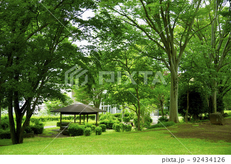 夏の竹園公園(茨城県つくば市) 夏の竹園公園(茨城県つくば市) 92434126