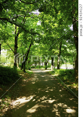 夏の竹園公園(茨城県つくば市) 夏の竹園公園(茨城県つくば市) 92434127