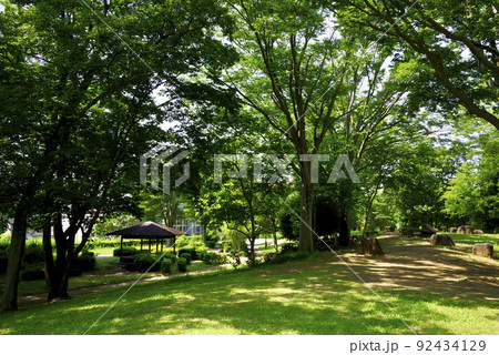 夏の竹園公園(茨城県つくば市) 夏の竹園公園(茨城県つくば市) 92434129