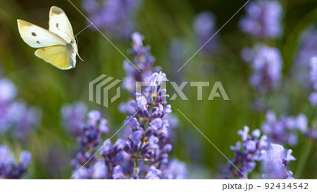 Close up of cabbage white butterfly flying and collecting nectar pollen around garden lavender flowers Close up of cabbage white butterfly flying and collecting nectar pollen around garden lavender flowers 92434542