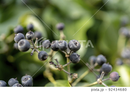 キヅタの黒い実 92434680