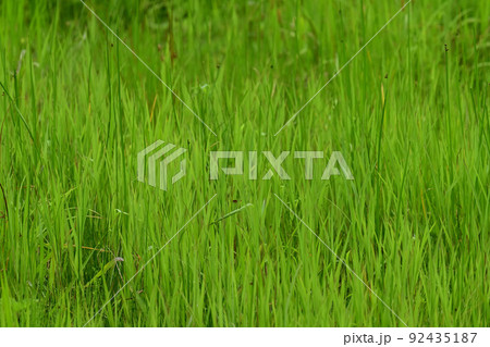 茂み 茂み 92435187