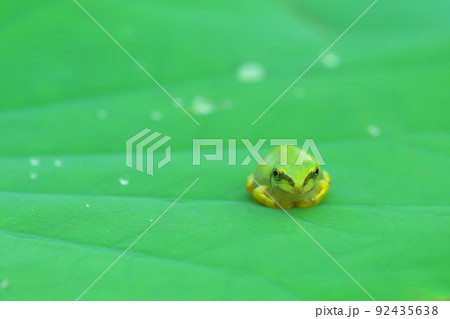 蓮の葉の上のアマガエル 92435638