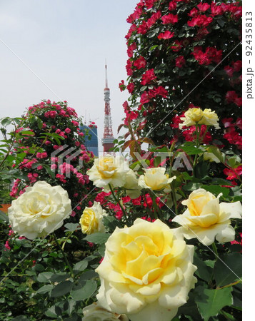 バラの花越しに見える東京タワー バラの花越しに見える東京タワー 92435813