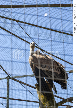 living in a zoo vulture sitting on a dry tree in a cage living in a zoo vulture sitting on a dry tree in a cage 92435945