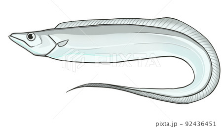 太刀魚　イラスト 92436451