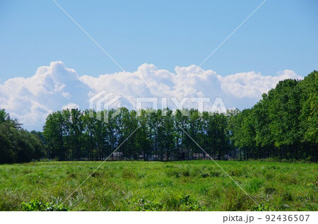 防風林 防風林 92436507