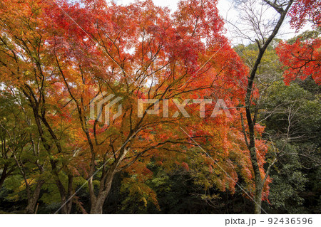 紅葉 92436596