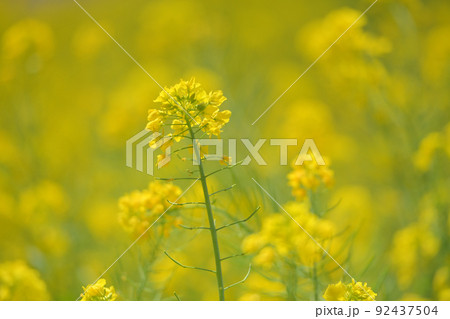 公園のなのはな 92437504