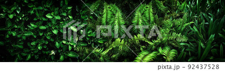 abstract stunning green leaf texture, tropical leaf foliage nature dark green background 92437528