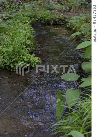 八ヶ岳山麓の森と小道 92437563