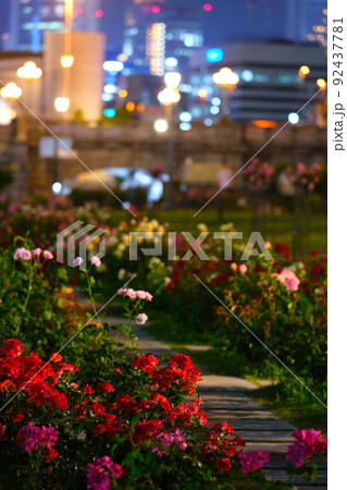 中之島公園　バラ園 92437781