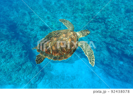 ウミガメ 92438078